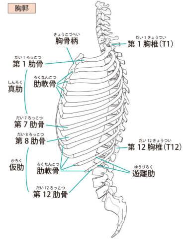 肋骨・腰椎