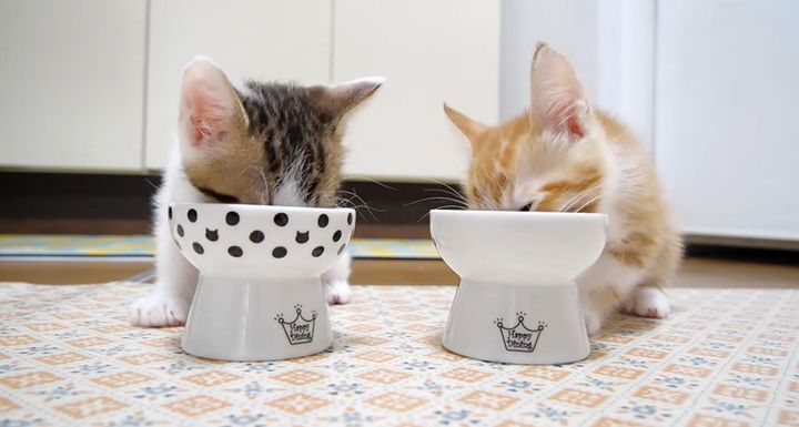 ご飯をモグモグ食べる子猫達
