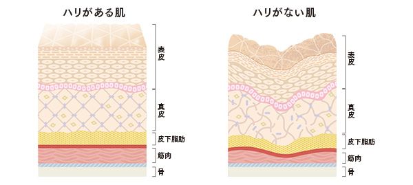 ハリがある肌、ハリがない肌