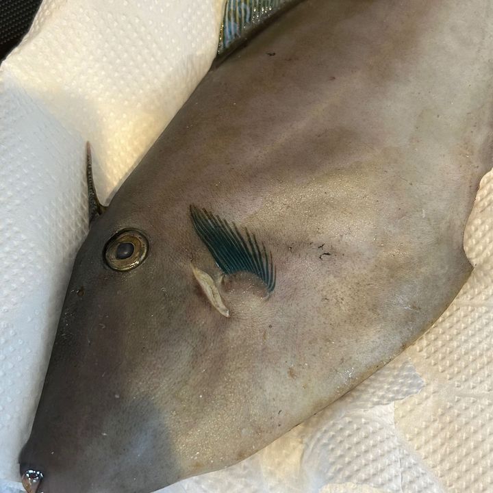 ウマヅラハギ