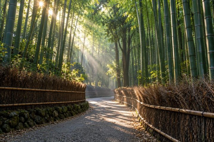 bamboo-grove