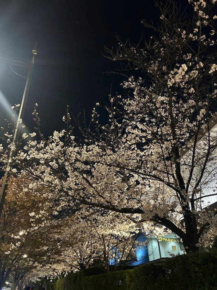 皇居ランでの景色