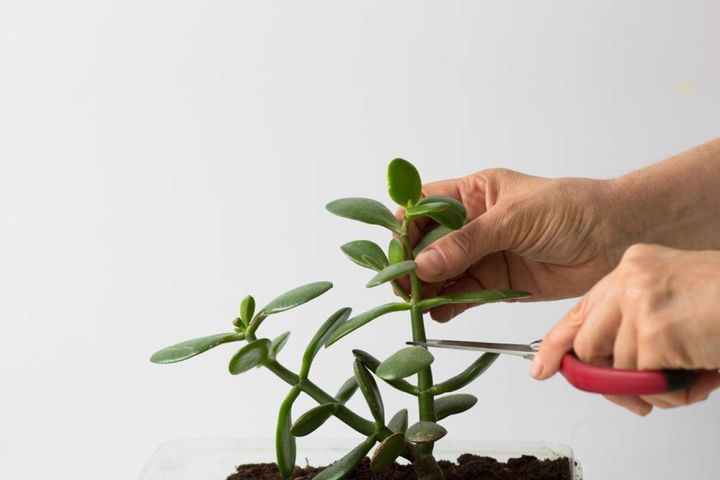 クラッスラの茎を切り取る