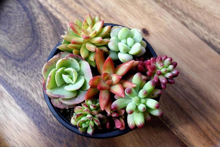 子株を集めた寄せ植え
