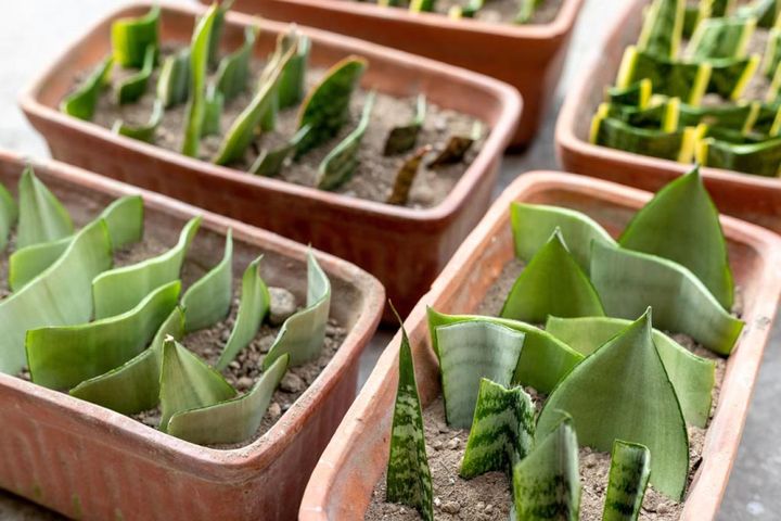サンセベリアの葉ざし