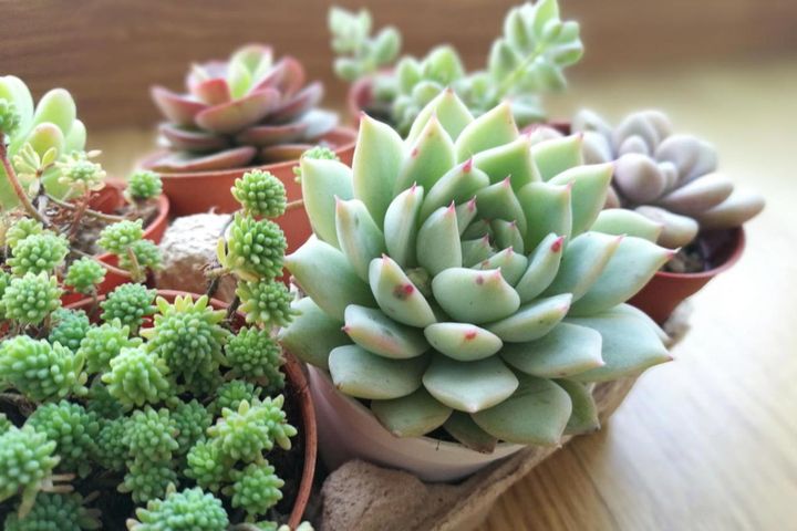 多肉植物をふやすなら秋！株分け・茎ざし・葉ざし3つの方法と仕立て直しのコツ