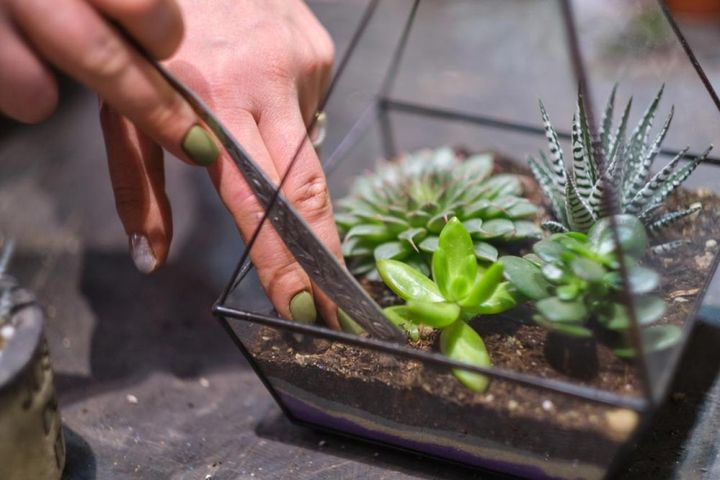 多肉植物のテラリウム