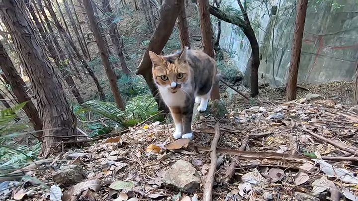 山を歩く猫