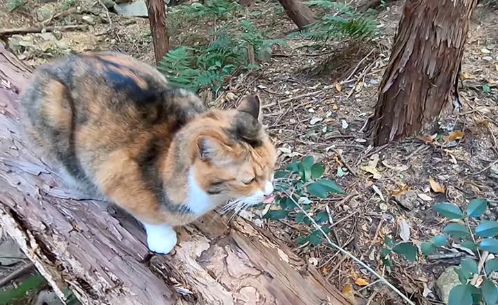 山に置いていかれたと思った猫
