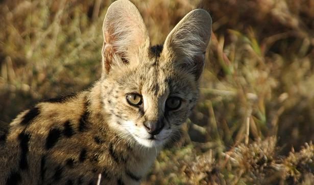 【写真を見る】かわいい顔に似合わず猫パンチが強烈な大きな耳のサーバル [c]劇場版ダーウィンが来た！世界のネコのなかまたち 製作委員会