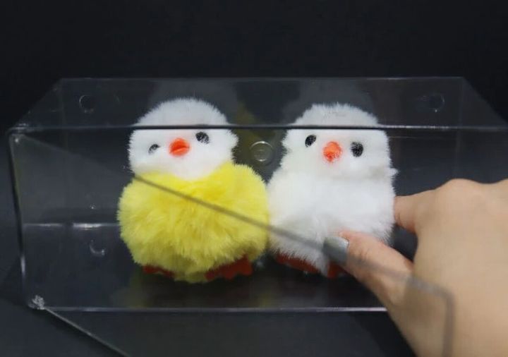 ディスプレイケースにひよこマスコットを入れ手で開けている