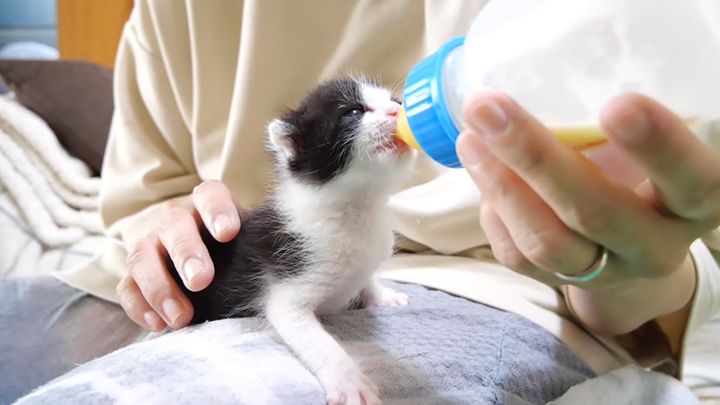 ミルクを飲む子猫