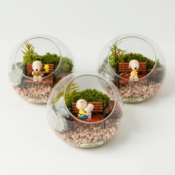 「苔テラリウム 大」(各2420円)