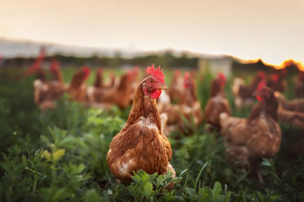 【福岡県福岡市】鹿児島県産雛鶏を秘伝のたれで焼くローストチキン「Mr.ROAST CHICKEN」クリスマスの予約開始
