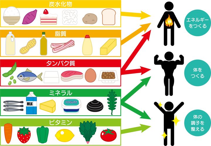 糖と脂質をエネルギーに