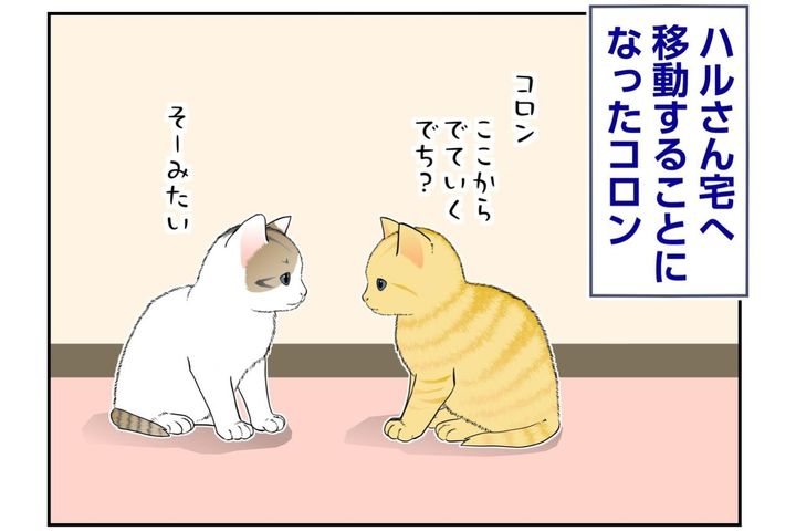 【マンガ・老猫日誌＃141】コロンとリオン、しばしのお別れもにぎやかに〜思い出の老猫日誌・桃姐と小論