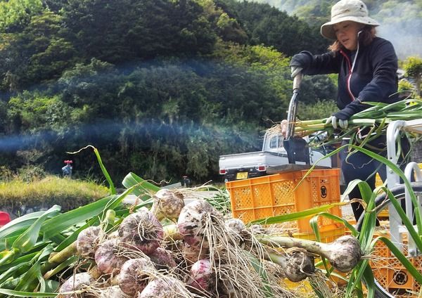【東京都江東区】農薬不使用で半世紀、和歌山の生にんにくオイル「GARLIO」東京初POPUPが完売