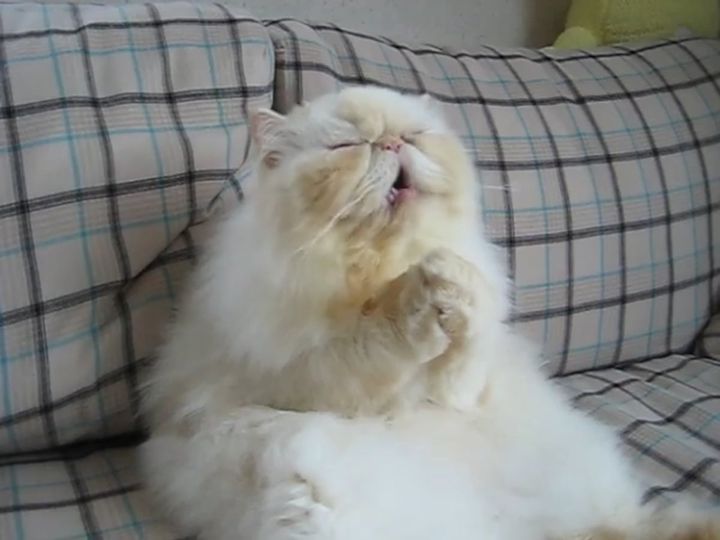 ソファに座って……おやつタイムを満喫するペルシャ猫