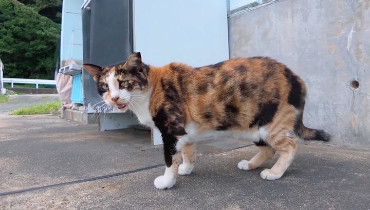 話しかけてくる猫