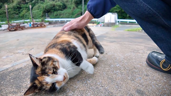 ナデナデトントンされる猫