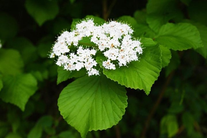 白い花とプリーツの葉