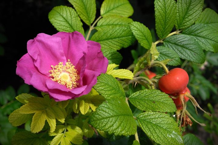ハマナスの花と実