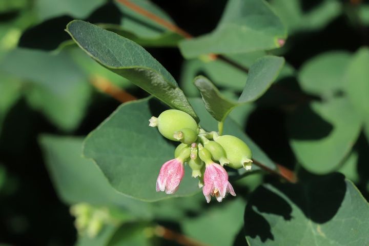 ピンクの花と膨らみかけた子房