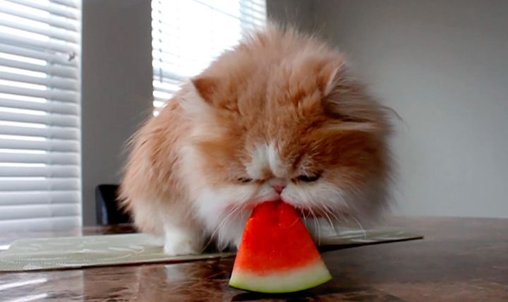 スイカを食べる猫