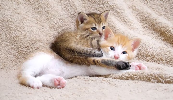 ウトウトする子猫達