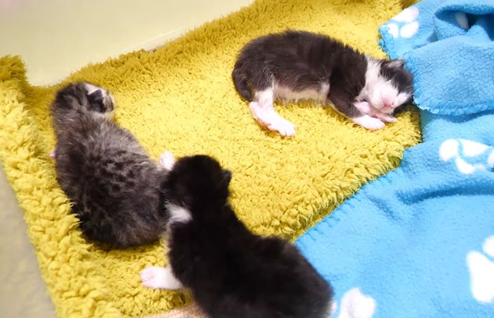 眠る子猫達