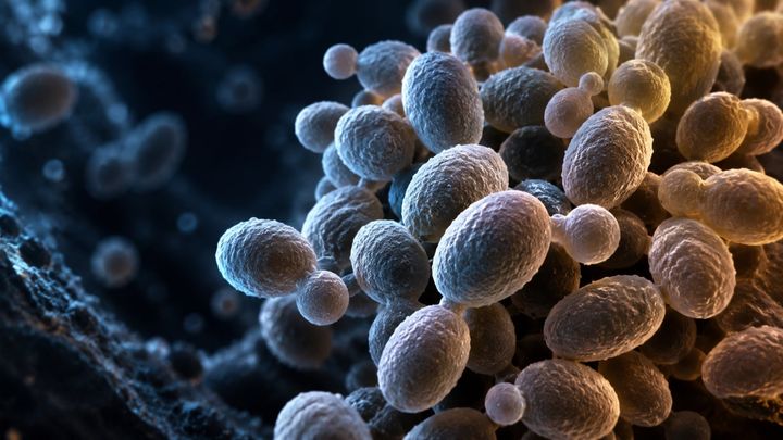 「危険なカビ」に主なカビの薬がすべて効かなくなっていたと判明