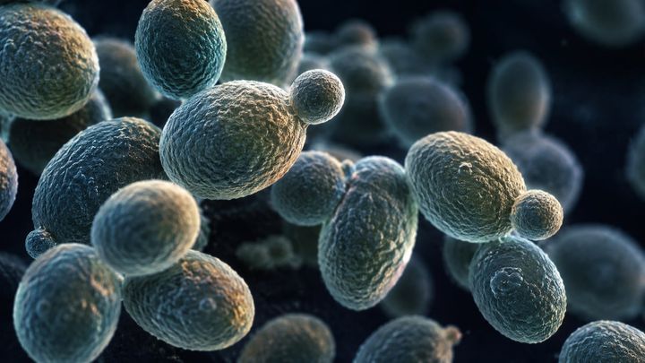 ケニアで見つかった菌に、4種類の薬は効いたのか？