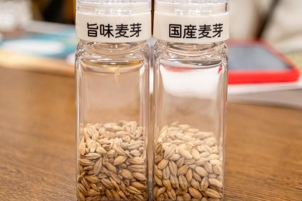 「贅沢麦芽」の素となる2種類の麦も味見できる