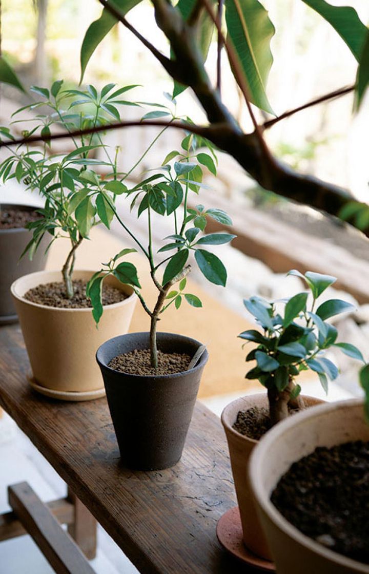 気軽に置ける小ぶりの観葉植物から、主役級のグリーンまで幅広く取り扱う。