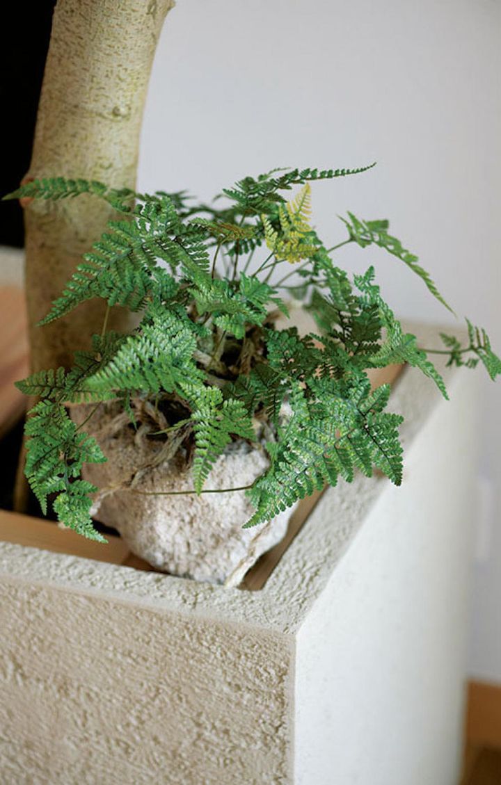 「小さなグリーンはトキワシノブ。葉が一年中緑です。植え込み材に水苔を使い、東京の新島から産出した軽石の鉢に入れています」