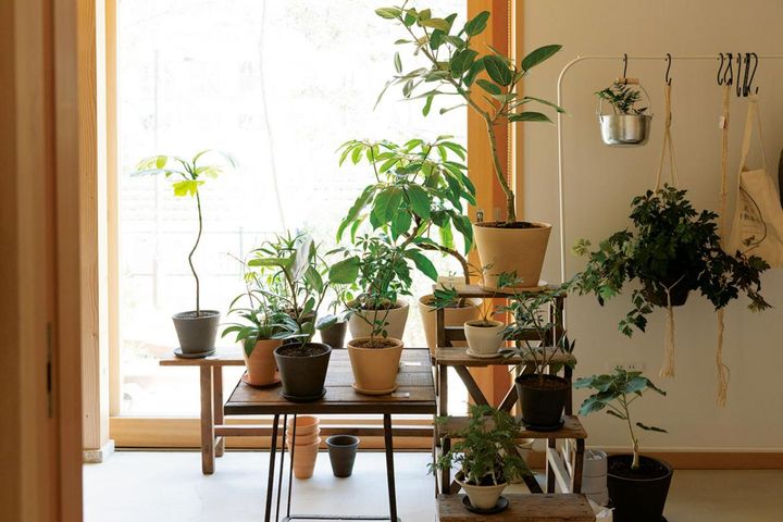 アトリエの正面は全面ガラス扉。日の光がたっぷり入る特等席が観葉植物コーナーになっている。