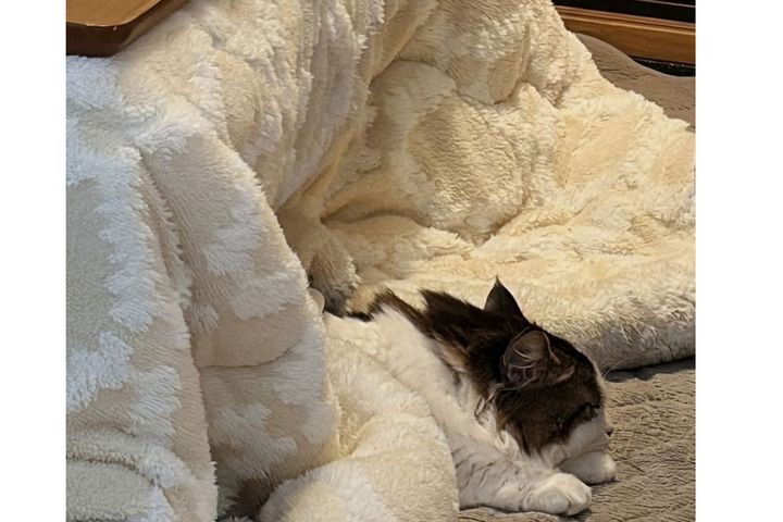 まだヒーターをつけなくても「布団だけ」出す我が家の事情…（画像は筆者宅の愛猫）