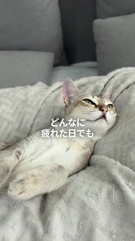 「ルーナ 猫飼い夫婦のリアルな本音」さんの公式インスタグラムアカウントより