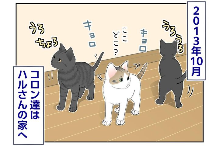 【マンガ・老猫日誌＃142】お引っ越し初日も、子猫達はマイペース〜思い出の老猫日誌・桃姐と小論