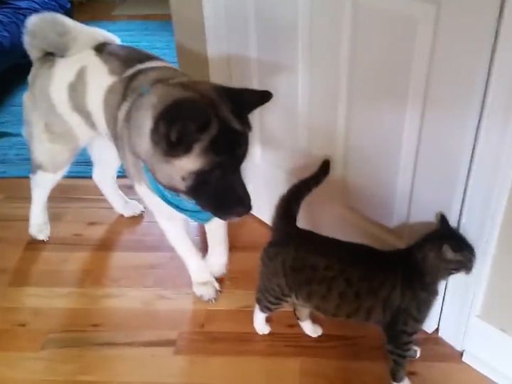 猫のトミーにぴったりとついて歩く大型犬のマヤ