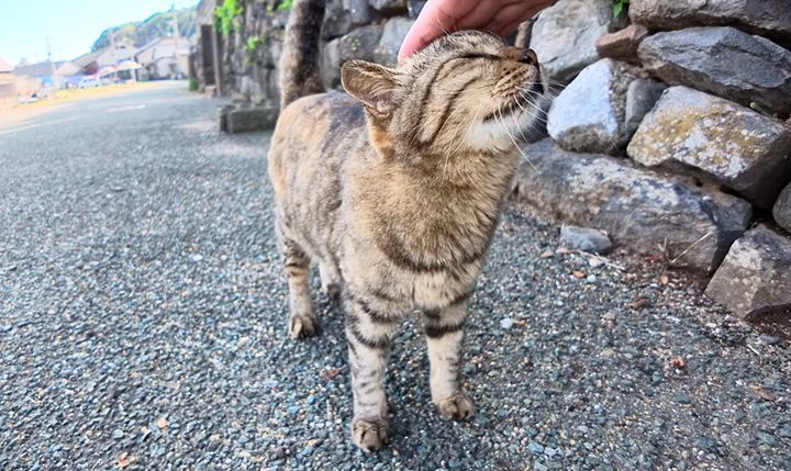 撫でられる猫