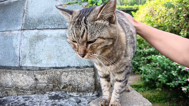 塀の上に登った猫