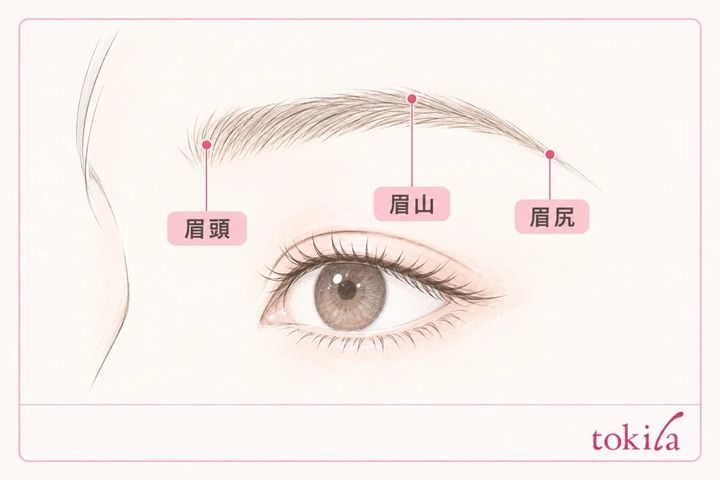 眉頭、眉山、眉尻を拡大して示した図解