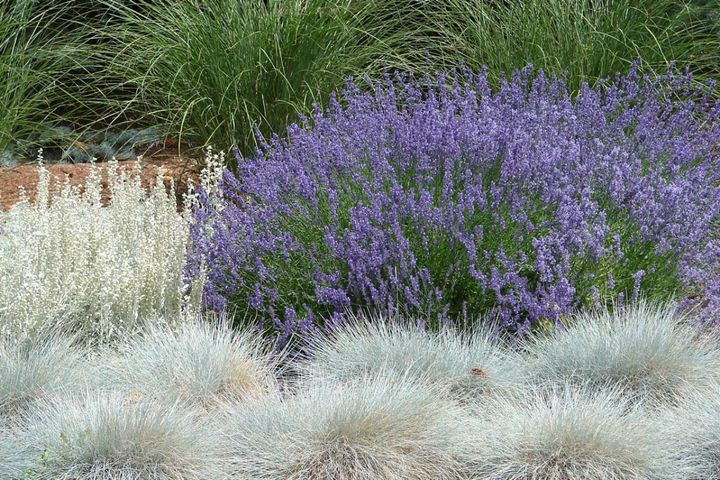 ベランダや小さな庭でも映える「グラス」8選 鉢植えで育てやすいコンパクト品種