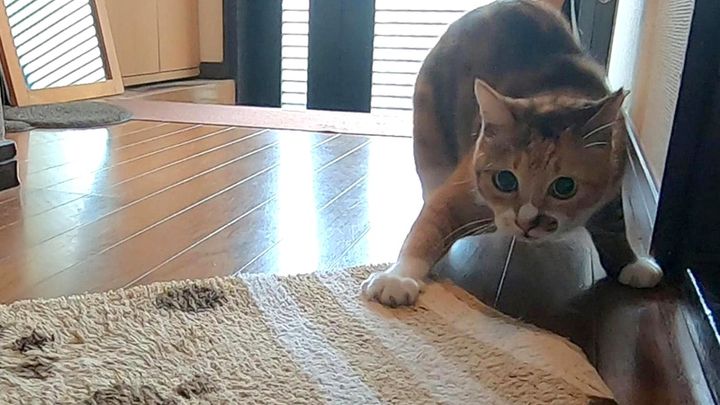 玄関マットと戦う猫