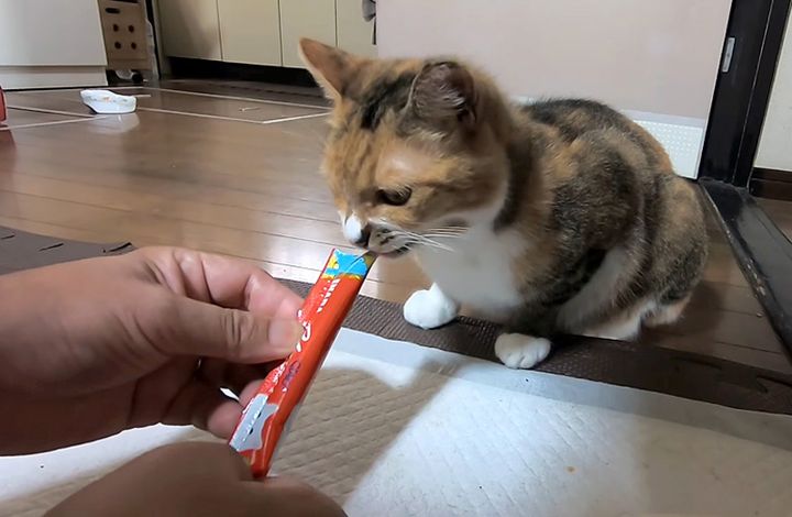オヤツを食べる猫