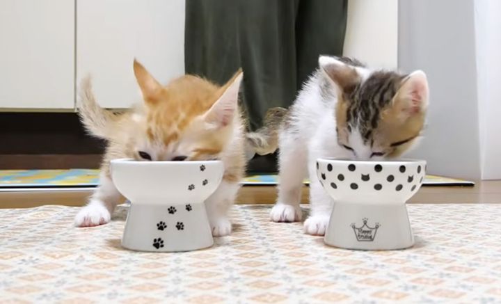 ご飯をモグモグ食べる子猫達