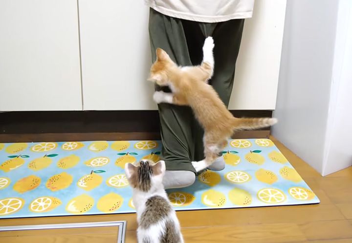 足に飛びつく子猫