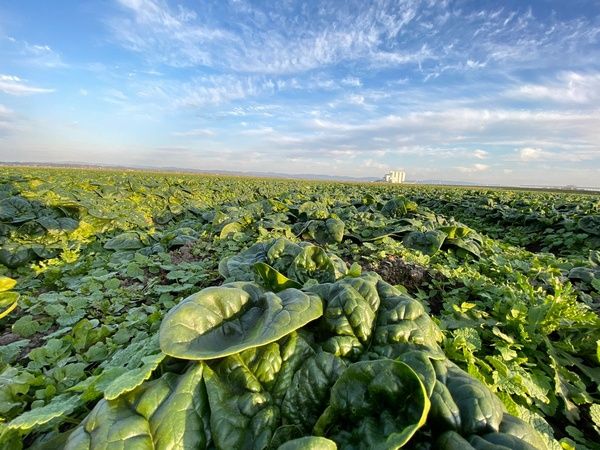 日本の野菜から生まれた「飲む粉野菜」が、シンガポール高島屋のイベントで展開中