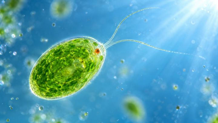 光で神経細胞を動かす「光遺伝学」がノーベル賞を受賞